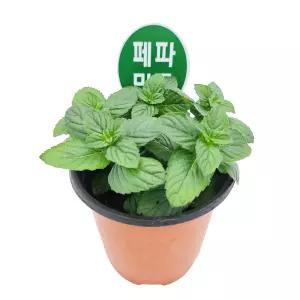 꽃집아가씨 미니화분 페퍼민트 허브 3개 묶음판매 10cm모종