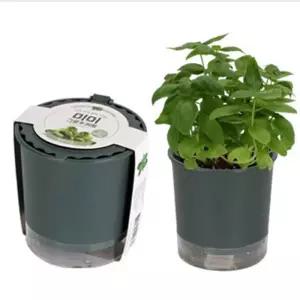 미미 그로우키트-허브바질/화분키우기,씨앗심기,재배세트