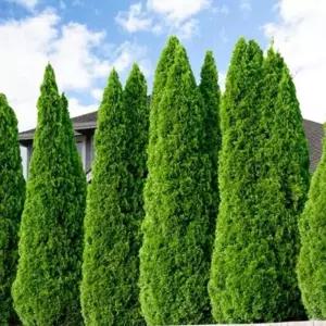 측백나무 묘목 자이언트그린 h1m 전후 19cm 울타리나무