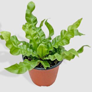 마이플랜트 코브라 아비스 소형 실내화초 공기정화 인테리어 반려식물