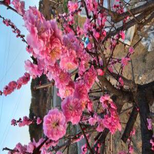 겹매화나무묘목 접목1년생