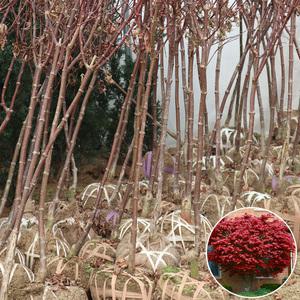 사계홍단풍나무 묘목 블러드굿 3년생 R2 공원수 정원조경 가로수 독립수 관상수