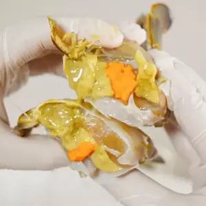 제철 봄 활 알배기 암꽃게 소 2kg