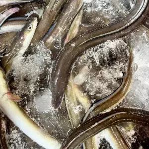 통영 바다장어/대장어 1kg (손질후 700g내외/2-3미) +소스2종