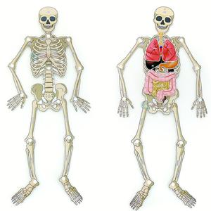 인체뼈모형조립하기 내부장기학습 사람골격 저학년과학수업