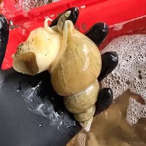 국내산 당일조업 백골뱅이 백고동 대 1kg