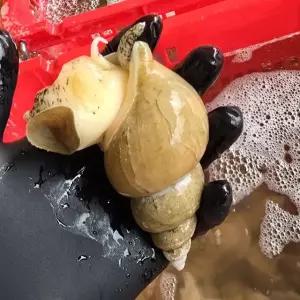 국내산 당일조업 백골뱅이 백고동 대 1kg