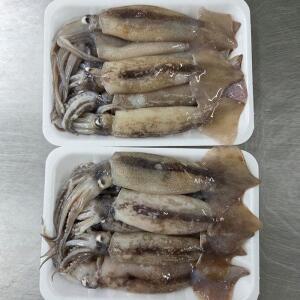 원양 급냉 초코 오징어 1kg 10-14미 원양산오징어 급냉오징어 배오징어 수입 냉동 오