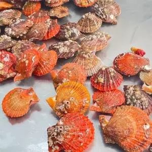 산지직송 통영 제철 비단가리비1kg 세척가리비 가리비하프셀