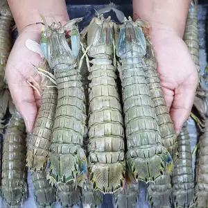 [장보리]서천어부의 자연산 갯가재 1kg