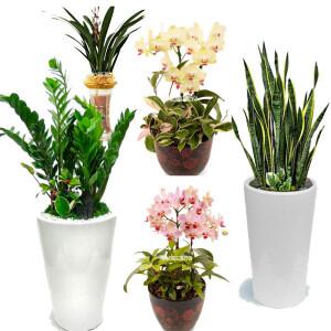 광주 북구꽃배달 북구개업화분 승진영전축하화분 동양란 서양란 스피드플라워