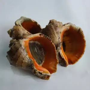 자연산 큼직 참소라 1kg 4-8미 제철 소라회