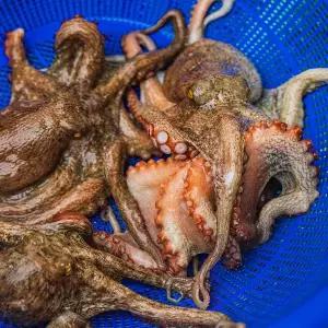 당일조업 싱싱한 활 자연산 돌문어 1kg / 1-4미