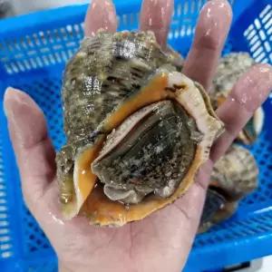 자연산 큼직 제철 참소라 2kg 8-20미 소라회 구이