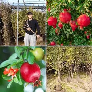 석류나무 묘목 5년생 R4점 슈퍼단석류 유실수 과수 과실수 정원수 조경수 원예