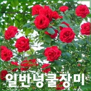 일반넝쿨장미나무 묘목 1m 이상 울타리 덩굴장미 5주 세트