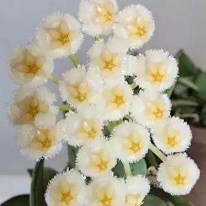 호야 슈퍼에스키모 꽃피는 호야 행잉걸이  공기정화식물