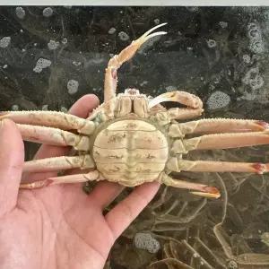 싱싱햇 북해도 암컷 대게 생물 빵게 암대게 1kg