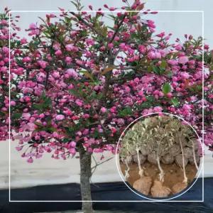 수사해당화 나무 꽃나무 개화주 묘목 핑크빛 서부해당화 할리아나꽃사과 서울농원