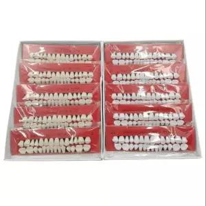 가짜 이빨 깨진이빨 2색 임시 커버용 인공치아 치과 연습용 모형