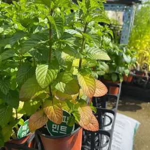 페퍼민트 허브식물 향기식물 다년생 노지월동 실내 공기정화식물 B02