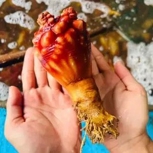 국내산 통영 통멍게 2kg