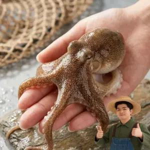 당입조업 서해 자연산 활 쭈꾸미 국내산 1kg(7-13미)