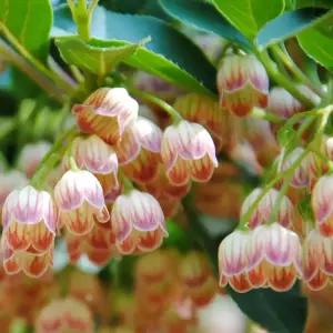 [충북농원] 단풍철쭉 철쭉나무 묘목 - 레드벨스 6치포트