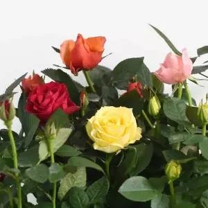 미니 장미 묘목 모종 (소형) 재배 육묘 소형화분 식재