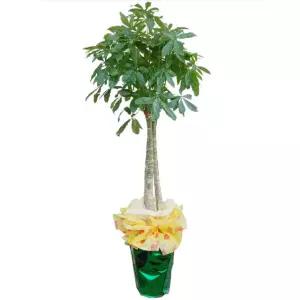 공기정화식물 파키라 -막분포장