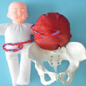 의대생 인간 배달 데모 골반 교육 해부학 모델 태아 탯줄 태반 의과 학생 도구