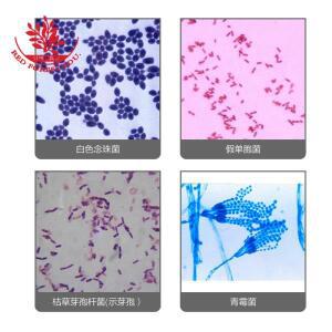 의대생 박테리아 제조 현미경 슬라이드, FRT2003, 50 종류 세균 미생물, 의료 과학 교육 자료