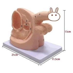 의대생 남성 여성 내부 및 외부 생식기 해부학 모델 카테터 인간 캐뉼라 교육 보조