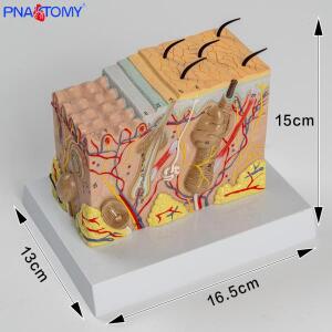 의대생 인체 확대 피부 구조 모형, 플라스틱 헤어 레이어 해부학 모델, 수동 조직, 의료 교육 도구
