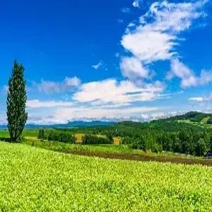 홋카이도 4일 #후라노 #시키사이노오카 #비에이 #아오이이케 #시라히게노타키 #낭만오타루산책 #신비의물,몰온천 1박 #삿포로 2박 #대게특식