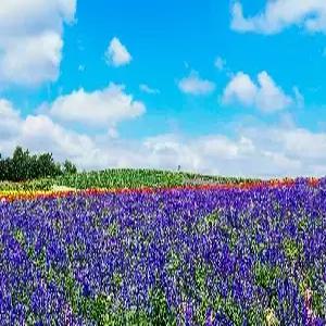 홋카이도 4일 #온천집중 #팜도미타 #토카치카와+노보리베츠 #후라노+비에이 #낭만오타루 #삿포로 #대게특식