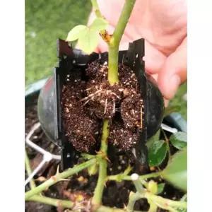 취목볼 100개 공중뿌리 식물 번식기 투명 루팅볼 성장 뿌리