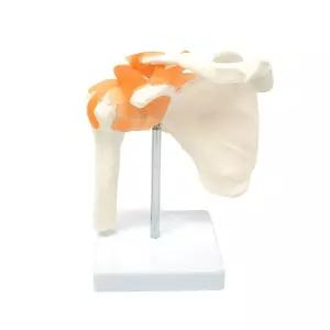 인체모형 해부학 어깨 과학 신체 뼈모형 학교 골격