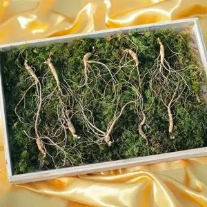 9년근 10뿌리 건강식품 홍삼 인삼 산삼 장뇌삼