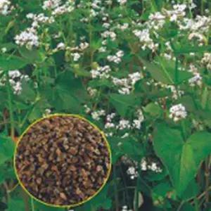 한국 품종 판매 종자 야생화 씨앗 백옥 메밀 꽃 600g [mA1904A]