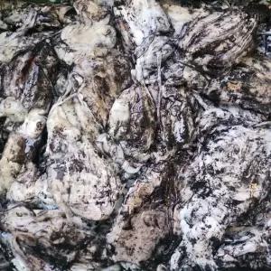 국내산 생물 갑오징어 1KG 국내산 국산 오징어 갑오징어 생물