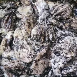 국내산 생물 갑오징어 1KG 국내산 국산 오징어 갑오징어 생물