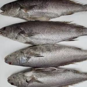 반건조 민어 선물세트 5미 설 설날 명절 선물 선물세트