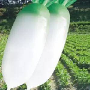 녹봉 봄무 무 채소 씨 씨앗 품종 작물 종자 300립