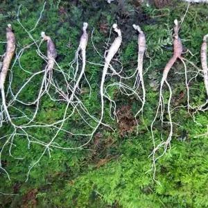 8년근 20뿌리 건강식품 홍삼 인삼 산삼 장뇌삼