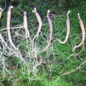 7년근 5뿌리 건강식품 홍삼 인삼 산삼 장뇌삼