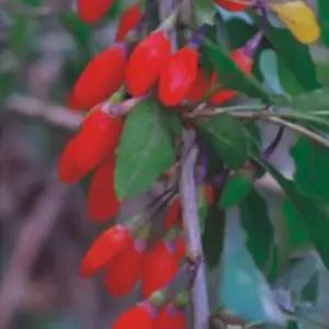 재래종 구기자 씨 종자 품종 식물 씨앗 100립 원예작물 정원꾸미기 구기자씨 구기자종자