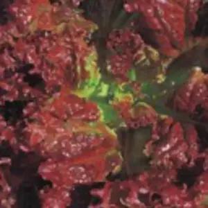 꽃상추 쌈 잎 상추 야채 채소 종자 씨앗 40g 종자판매 종묘사 쌈채소 채소씨앗 쌈채소씨앗