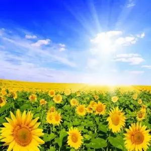 피포페인팅 Q4245 션샤인 diy명화그리기 셀프페인팅 개업선물 현관복도 인테리어그림