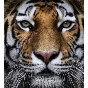 피포페인팅 MSZ153 길운의 호랑이해 DIY명화그리기 그리기 그리기세트 유화그리기